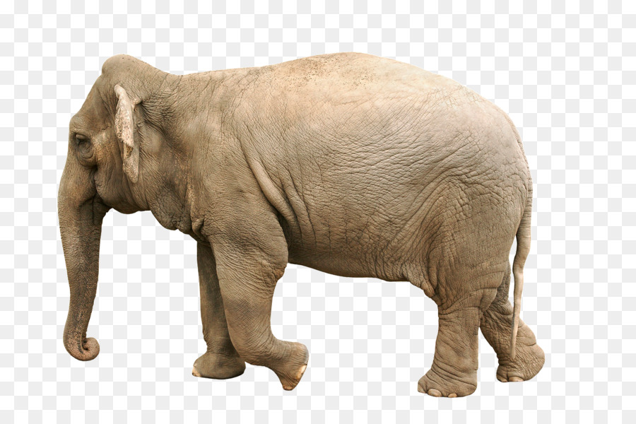 Elefanti Africani, elefante, Ippopotamo Animale Mammifero - elephant vivaio