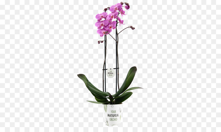Falena orchidee Dendrobium Flora orchidee Cattleya fiori recisi - falena orchidee