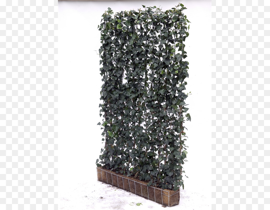 Efeu Garden Topiary Baum Zimmerpflanze - Hedera