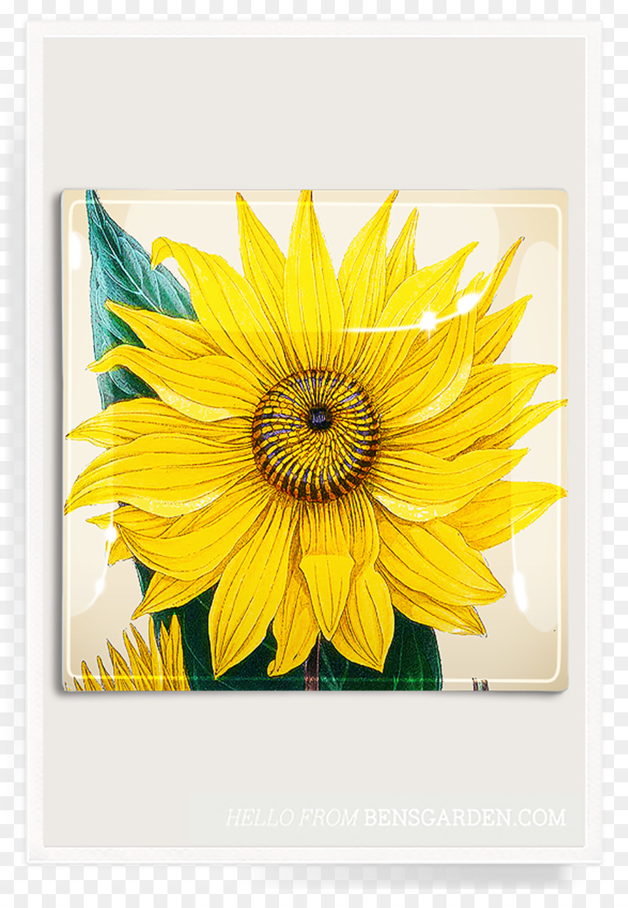 Common sunflower Ben ' s Garden Bilderrahmen Clip art - Sonnenblume Garten