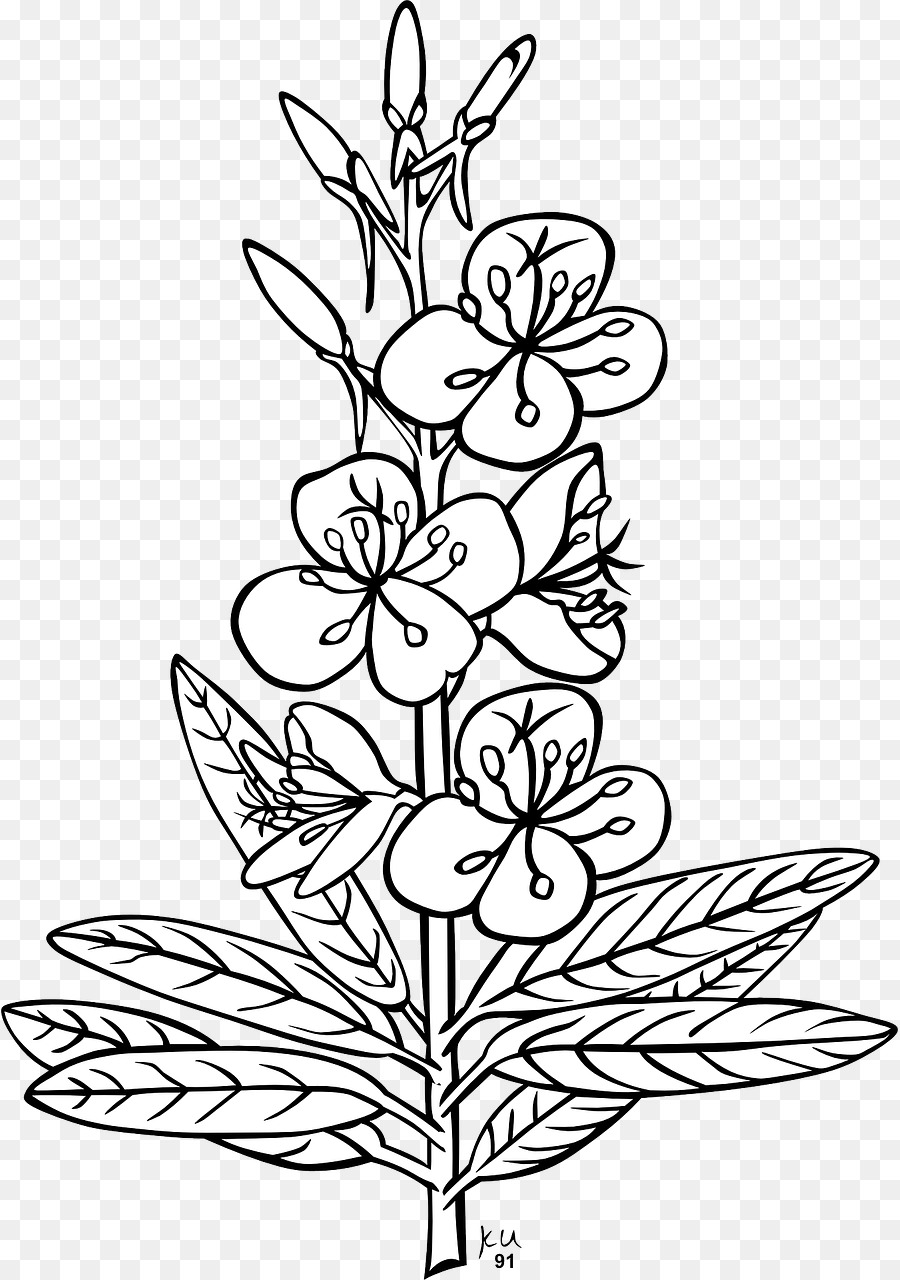 Clipart Piante di grafica Vettoriale Chamaenerion angustifolium - piante
