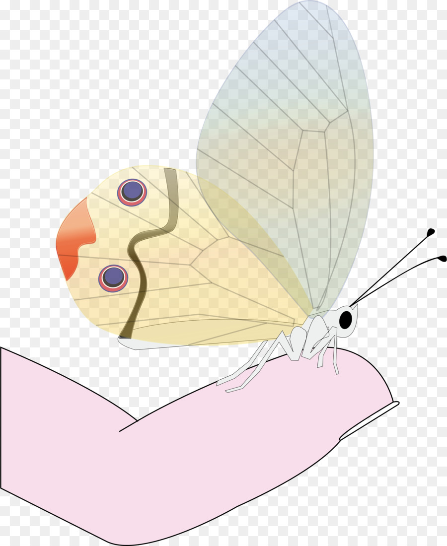 Butterfly Clip art Vektor-Grafik-Insekten-Zeichnung - Schmetterling