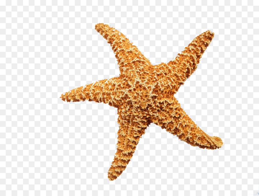 Starfish Clip art Portable Network Graphics Immagine Invertebrati - stella marina