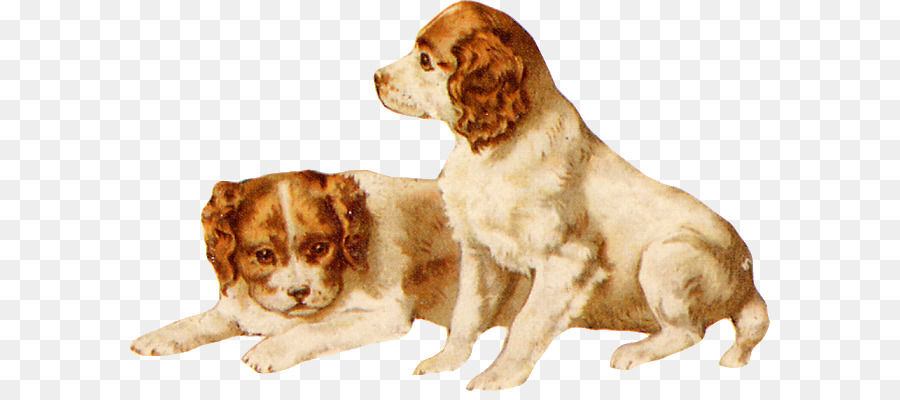 Bretagna cane Cavalier King Charles Spaniel Cane di razza cane da compagnia - tagliare cane