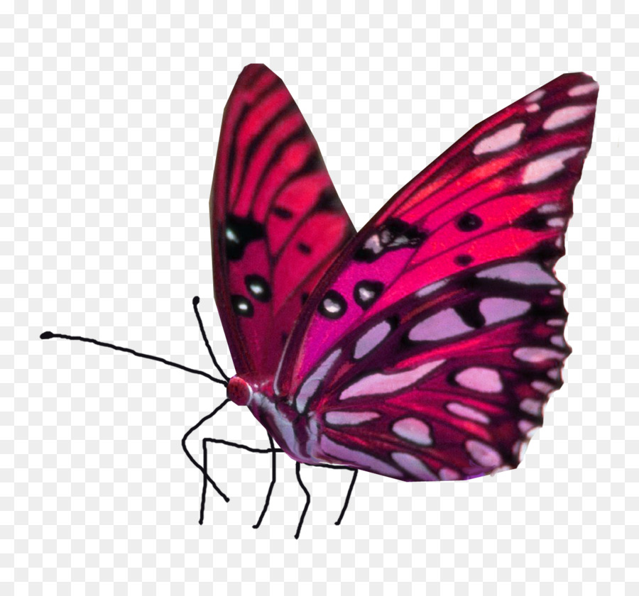 Vua bướm bướm giáp đồ Họa Mạng Di động Clip nghệ thuật - bướm