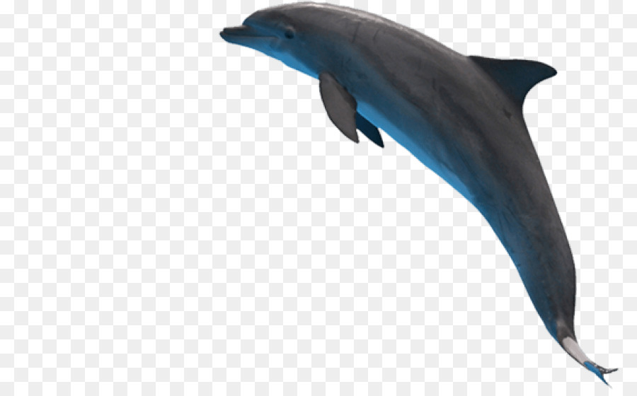 Gemeiner Bottlenosedelphin Kurzschnäuziger Delfinschwarm Tragbare Netzwerkgrafiken Raubzahn-Delfin Wholphin - Delphin