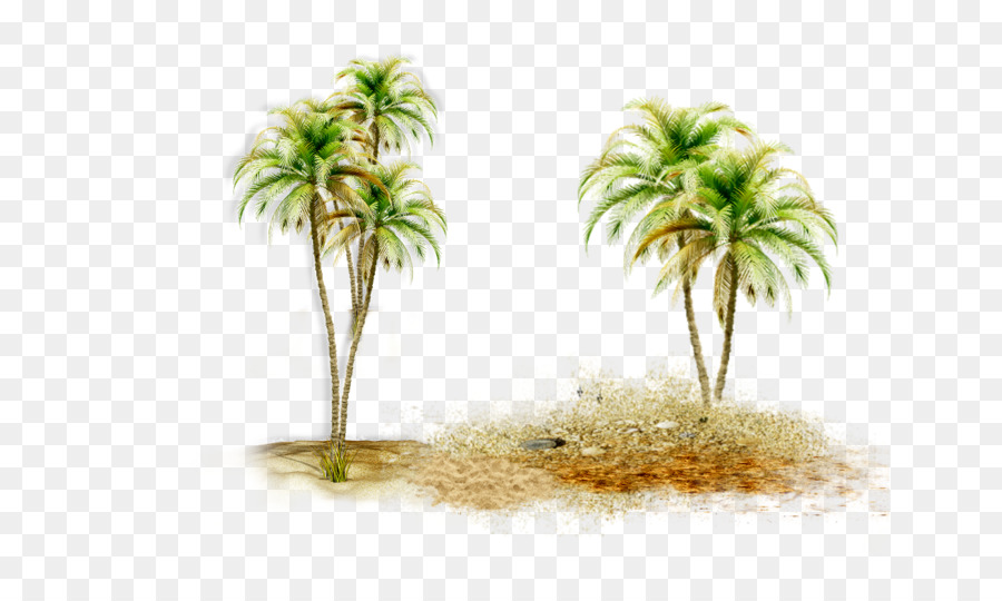 Asiatische palmyra palm Kokos-Dattelpalme Palmen Borassus - Kokos
