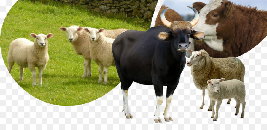 Eskisehir Rinder Schafe Ziegen Opfern Versprochen Wurde - Schafe