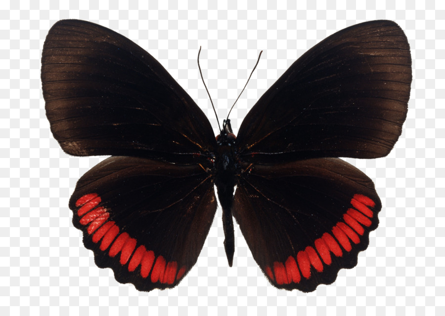Farfalla di coda forcuta Insetto Cavolo Immagine in bianco - farfalla