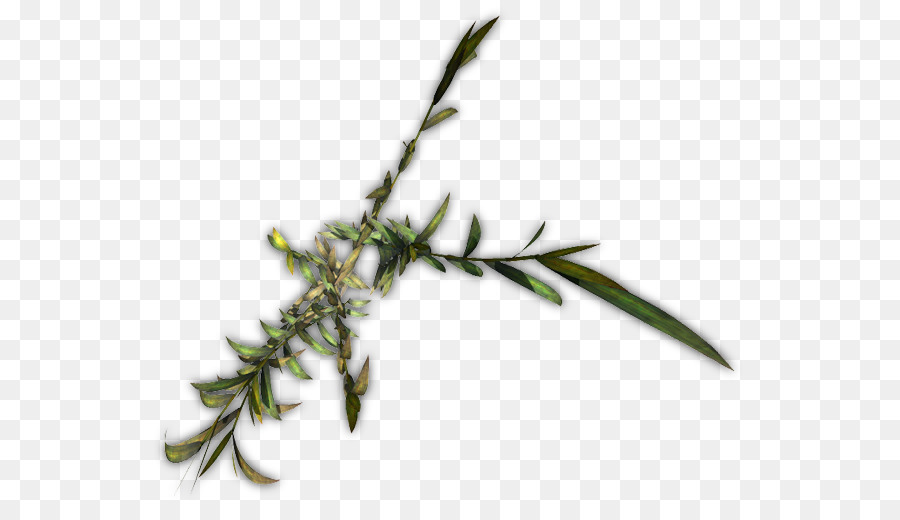 Zweig der Kräuterkunde Gräser Pflanze-Stiel - Blatt