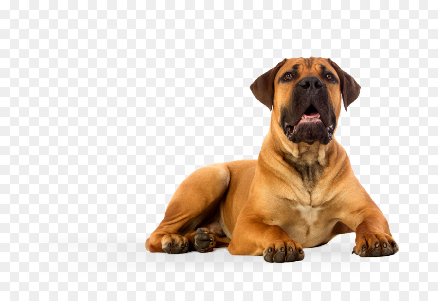 Boerboel con Chó con chó ngao tiếng anh Africanis Chứng nhiếp ảnh - con chó con