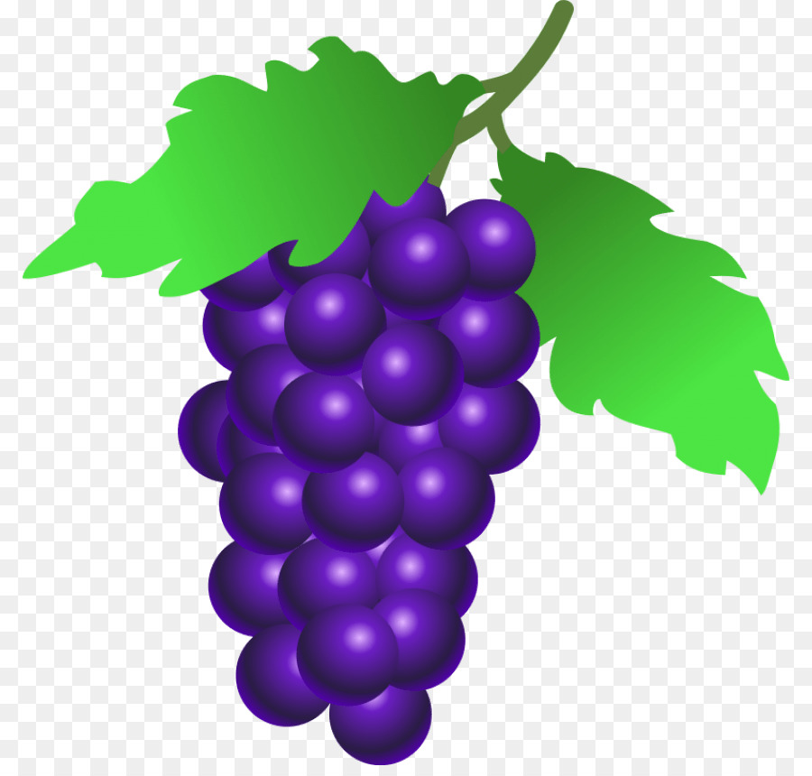 Grape Cartoon png download - 850*848 - Free Transparent Common Grape Vine  png Download. - CleanPNG / KissPNG