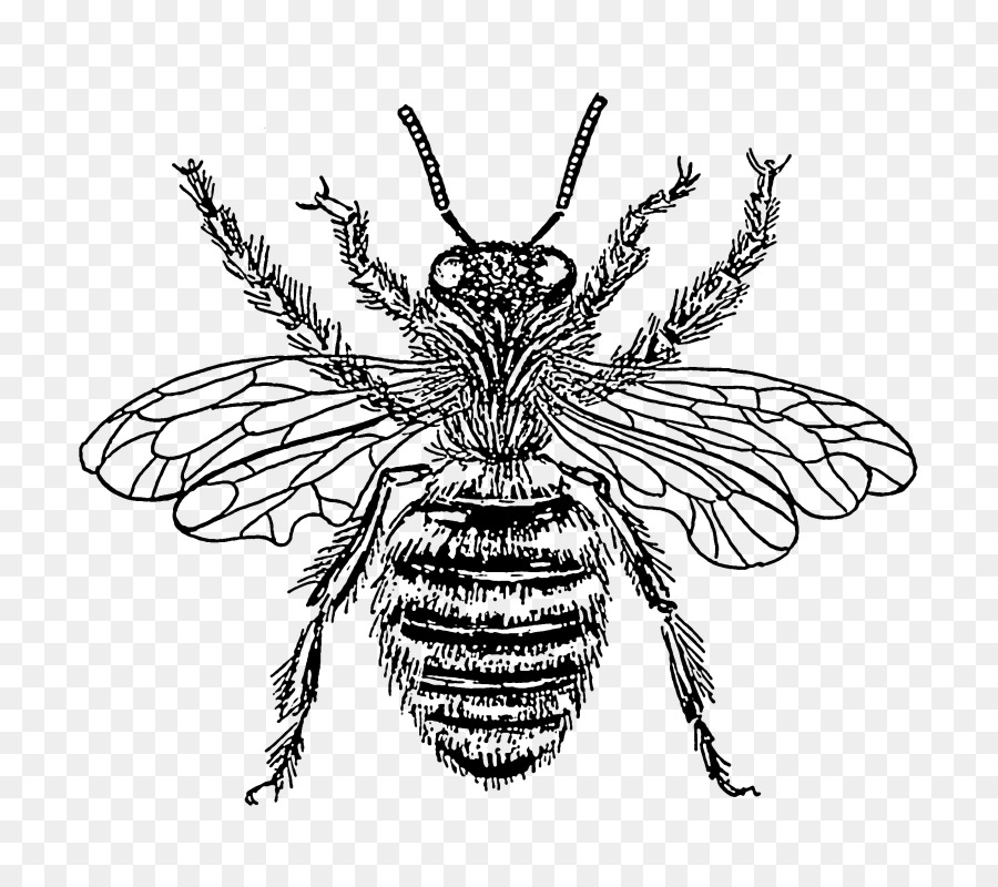 Châu âu tối bee Côn trùng Clip nghệ thuật Đen và trắng - con ong