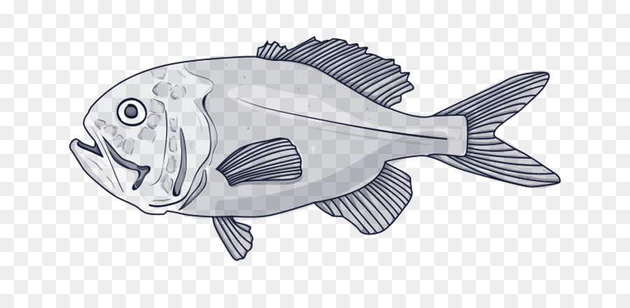 Tiefsee Fische, sägebauch Blue grenadier Arten - Fisch