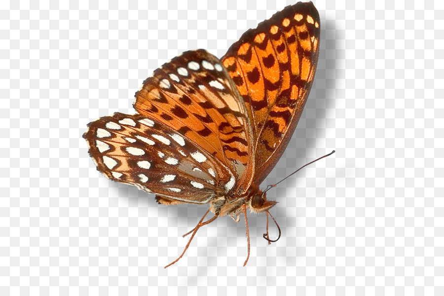 Farfalla monarca Pennello zampe farfalle Gossamer ali di farfalle numero di identificazione Personale Pinnwand - luce a farfalla