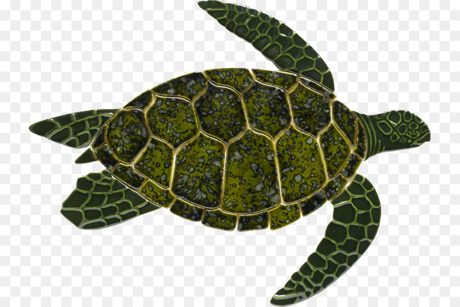 Rùa biển rùa Bò sát rùa biển Xanh - rùa
