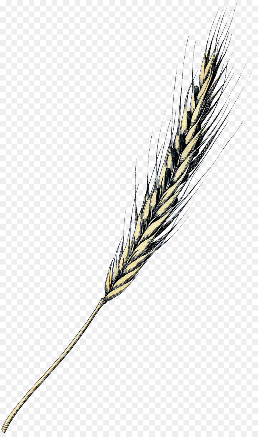 Emmer Einkorn Cỏ lúa mì Hạt Tranh - bức tranh