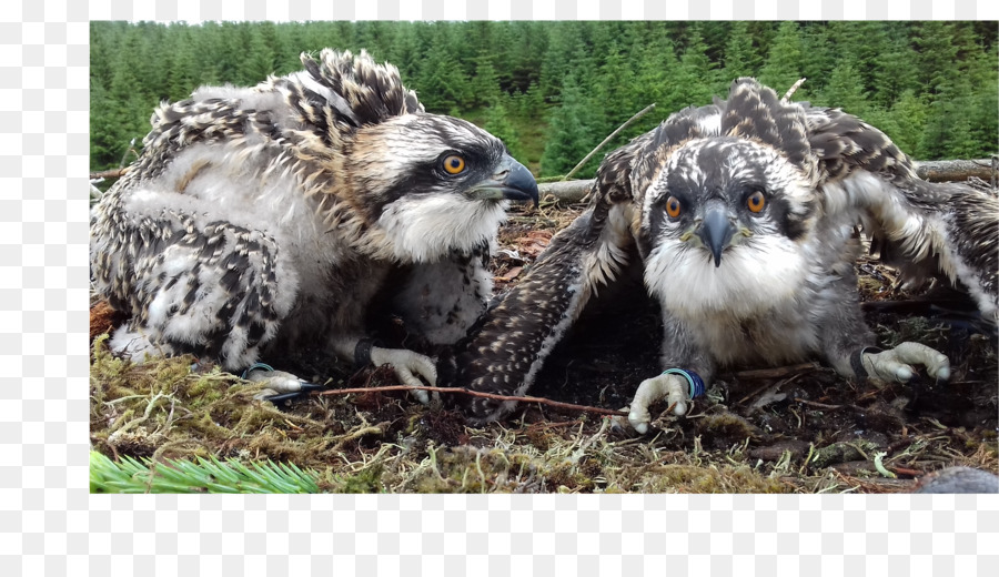 Fauna Schnabel - Küken nest