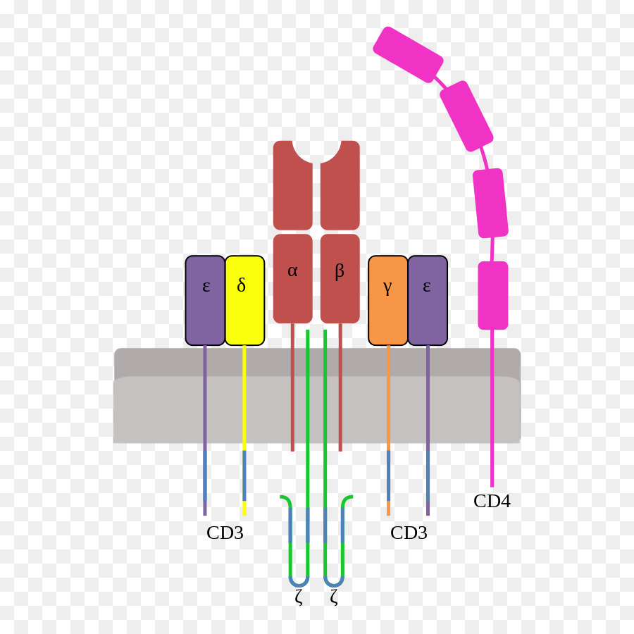 T Zell rezeptor T Zell Lymphozyten CD3 - imaginären