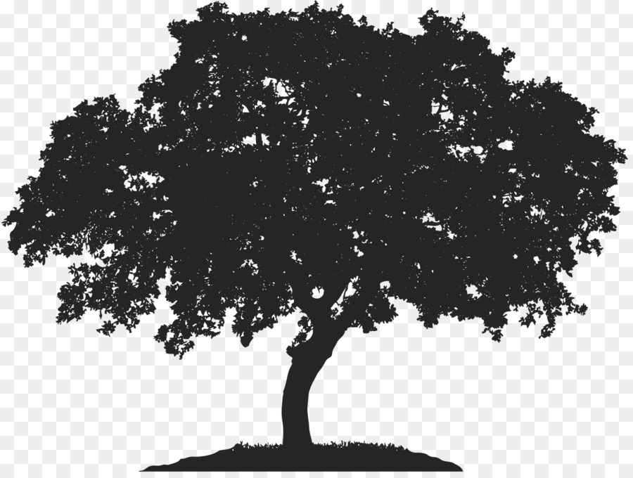 Inglese quercia, acero Giapponese Royalty-free Quercus berberidifolia - albero