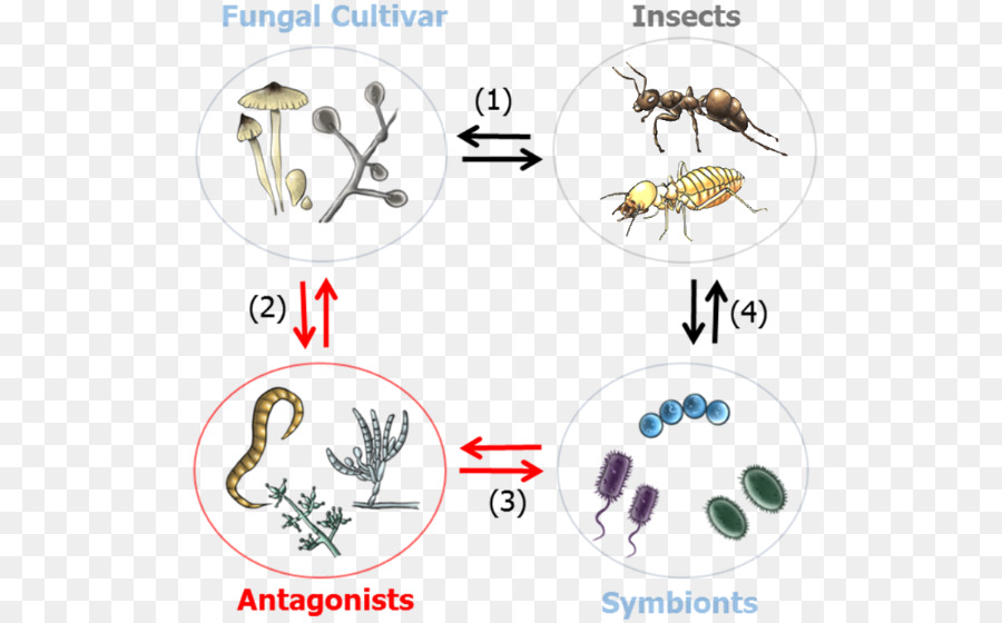 Insekten-Symbiose Von Insekt-Pflanze-Mikroorganismus-Interaktionen - Insekt