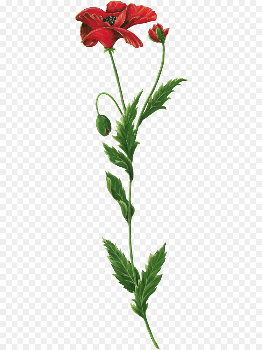 Schnitt-Blumen-Pflanze-Stiel Blume Portable Network Graphics - Blume