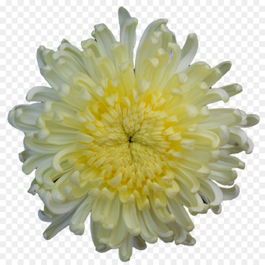 Chrysantheme Transvaal daisy Blütenblatt - Chrysantheme