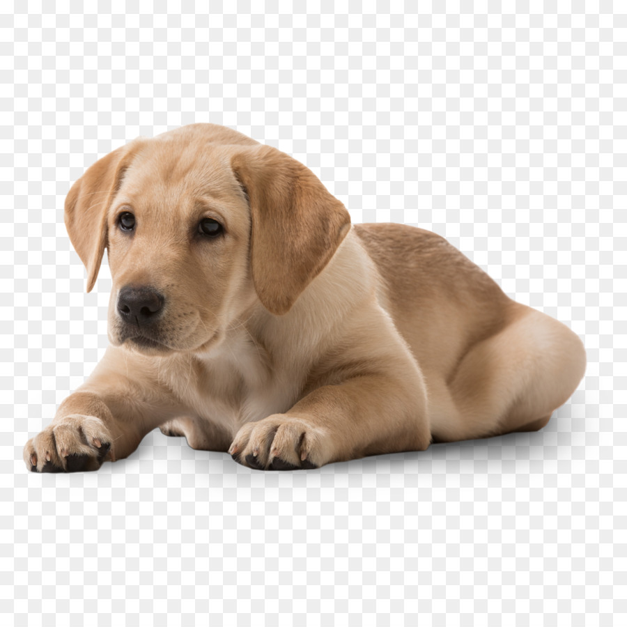 Labrador Con Chó giống Chó Rottweiler - con chó con