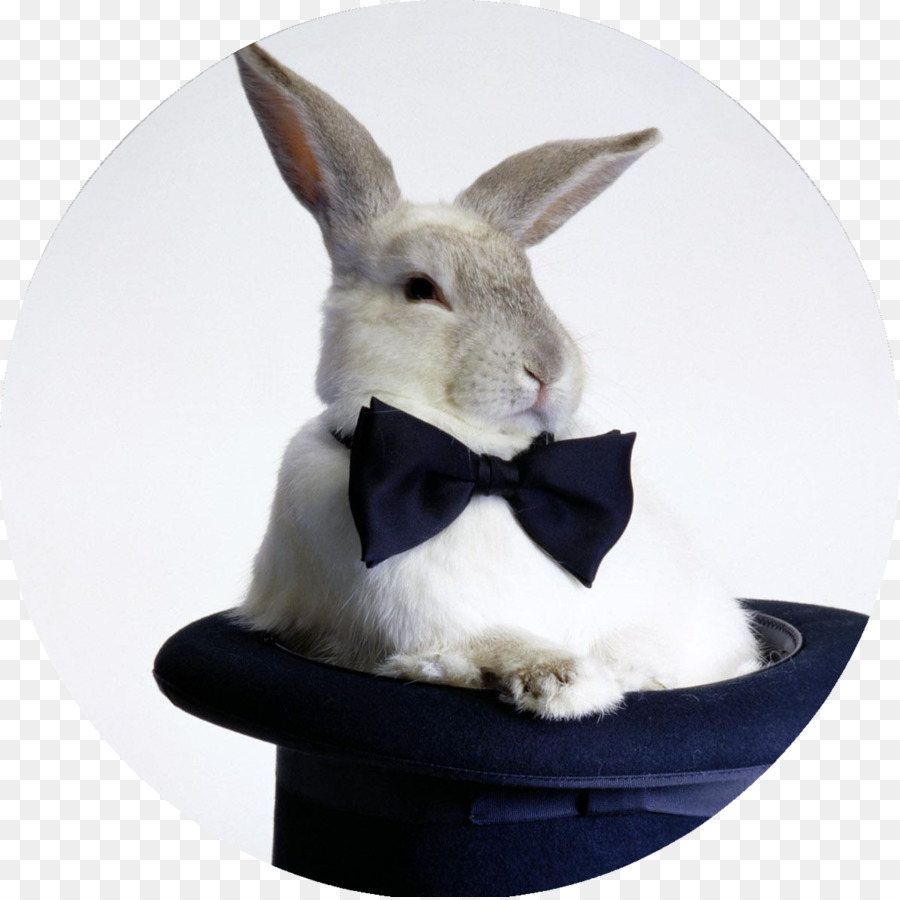 Hase Heimische Kaninchen-Hut-trick Top hat - Kaninchen