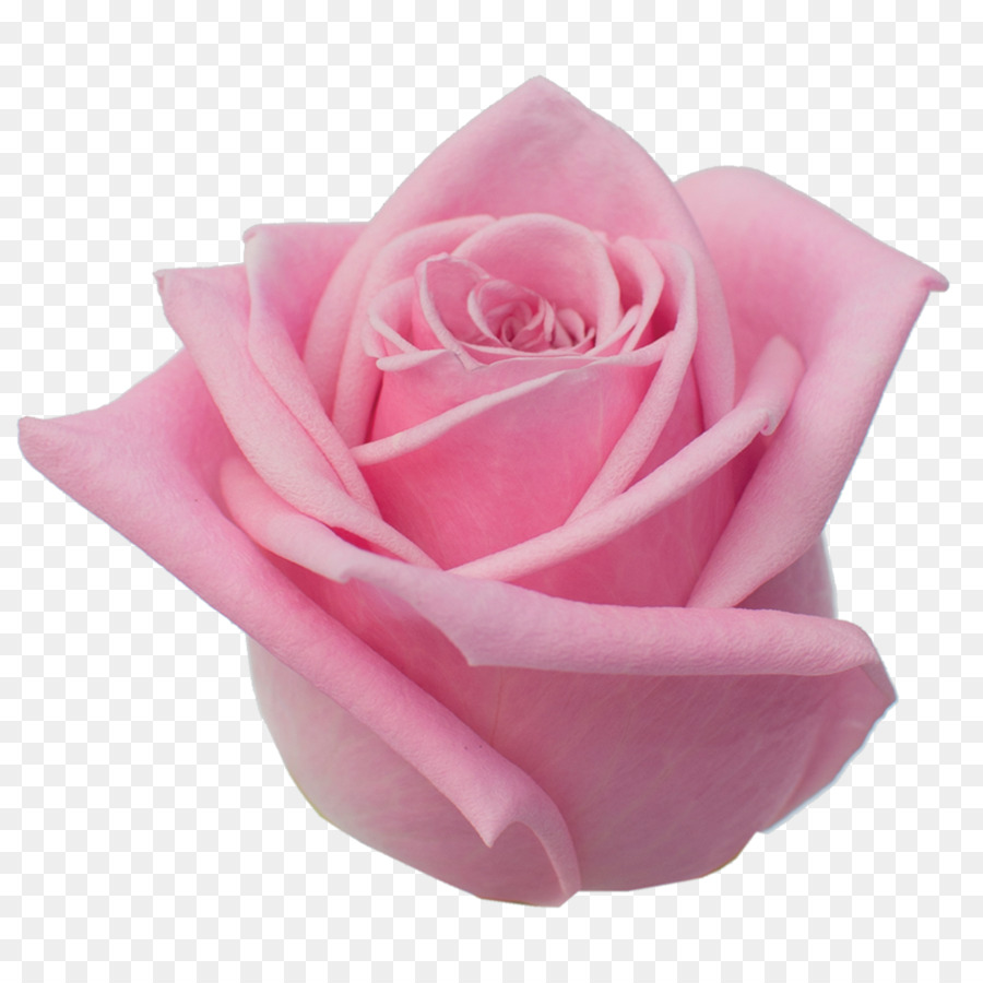 Garten Rosen Kohl rose, Floribunda Cut Blumen Blütenblatt - roze Blume