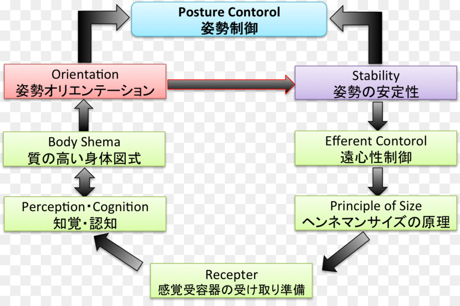 Postura Atteggiamento di controllo sistema di controllo di Reazione posizione Supina cervello - Toro