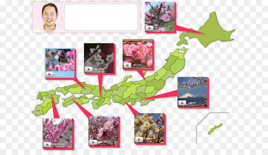Plum blossom Fotografie Japan Festival Foto Buch - besonderes Thema