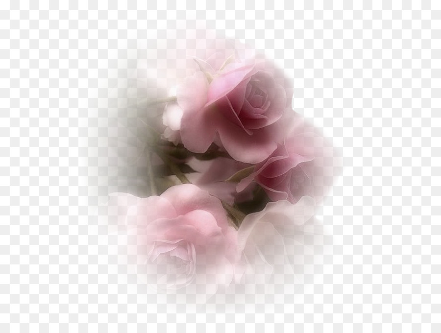 Le rose da giardino TinyPic di Cavolo rosa servizio di Web hosting di Video - qualcosa