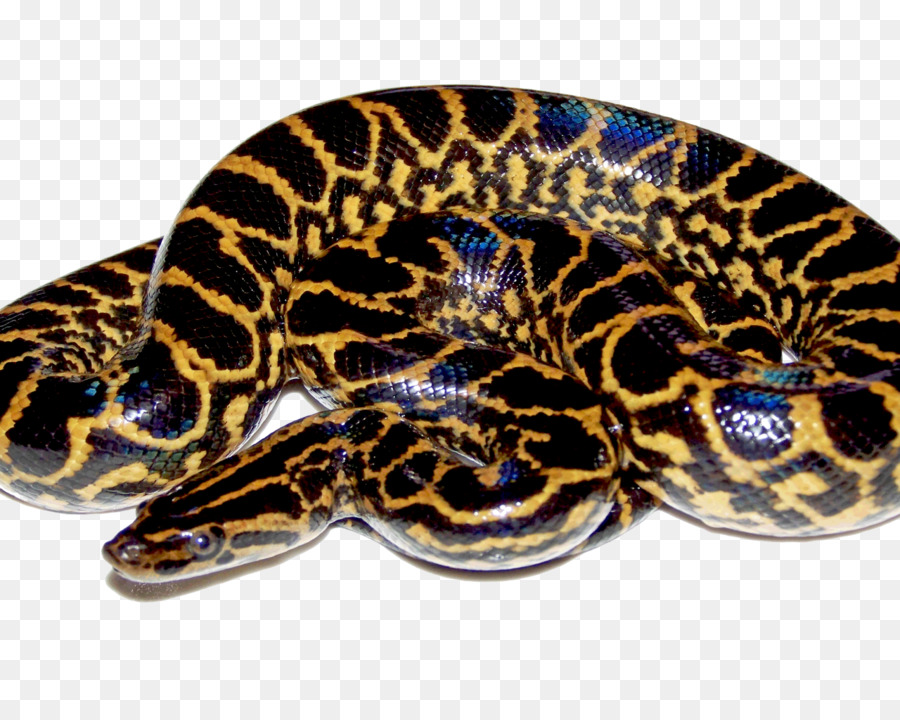 Serpenti anaconda Verde anaconda Gialla Portable Network Graphics Clip art - giallo arabo