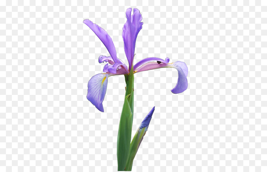 Northern blue flag Iriswurzel Pflanzen Schnittblumen Regenbogen - Hinterhof Design