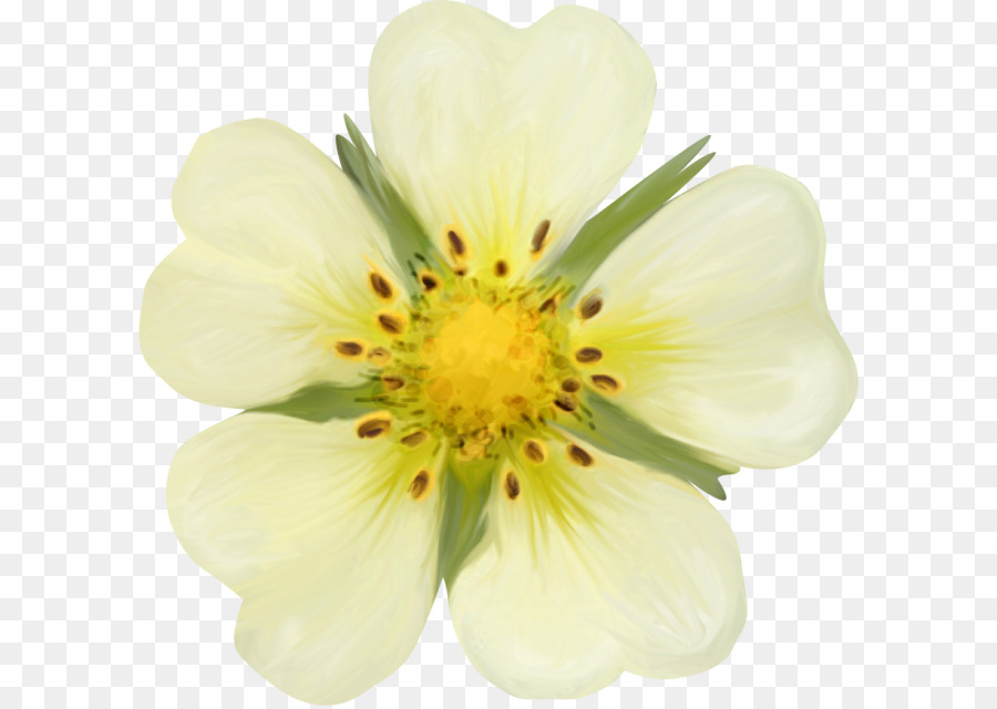 Fleur blanche Maiglöckchen Schnitt Blumen Lilie der Inkas - Daisy Flower