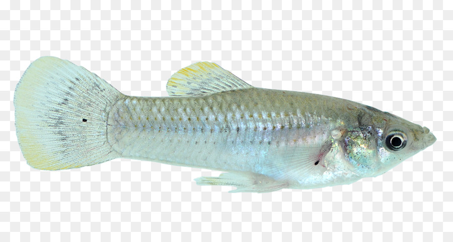 Tilapia Guppy pesci Ossei pesce Persico - pesce