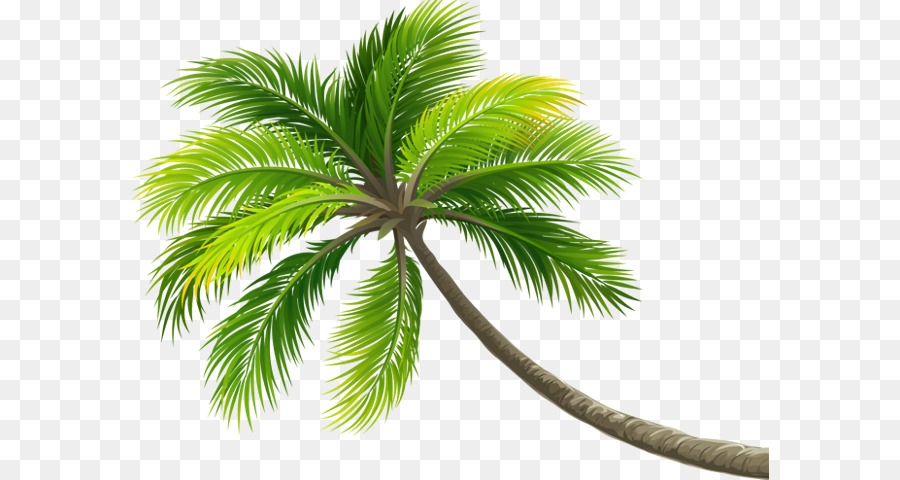 Kokosnuss-Wasser, Palmen, Kokosmilch Digitale Kameras - Kokos