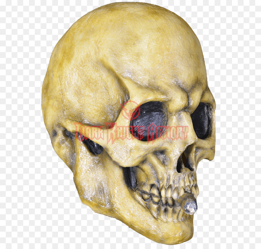 Cranio Mandibola - cranio