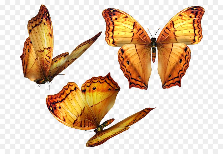 Bướm Clip nghệ thuật Adobe đồ Họa Mạng Di động Psd - bướm