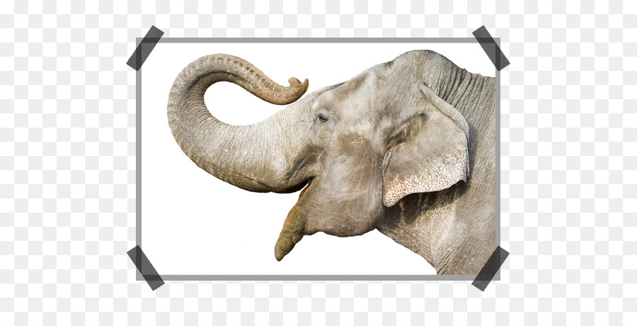 Afrikanischer Elefant Elefanten Proboscideans indischen Elefanten Bild - Elefanten