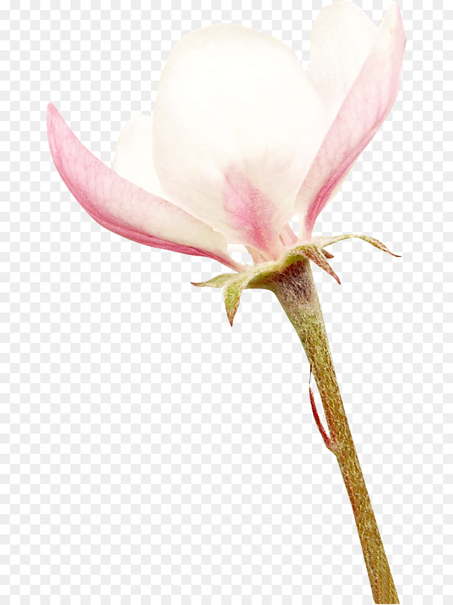 Di petali di fiori recisi Sud magnolia Magnolia famiglia - fiore