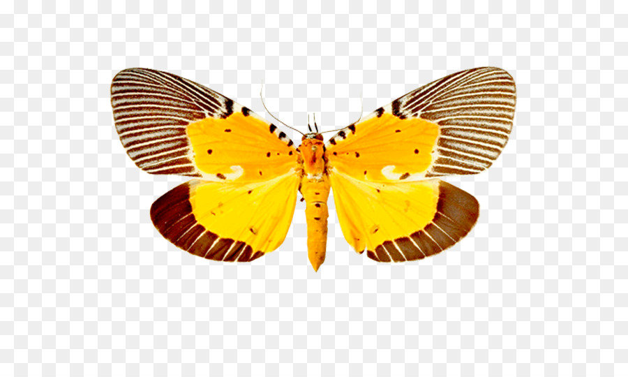 Flashcard Schmetterling Bild Pieridae - Schmetterling