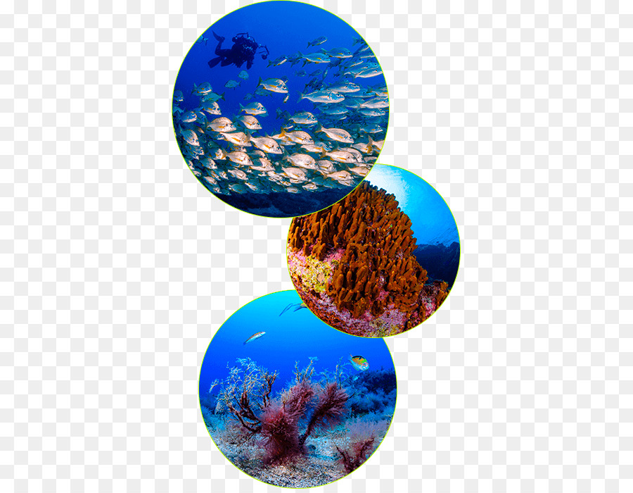 Graciosa, immersione Subacquea, Isola di biologia Marina La Palma - marino flyer