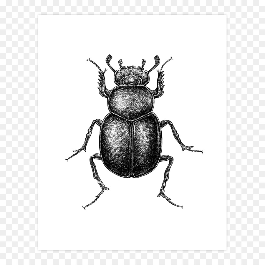 Dung Beetle Insect