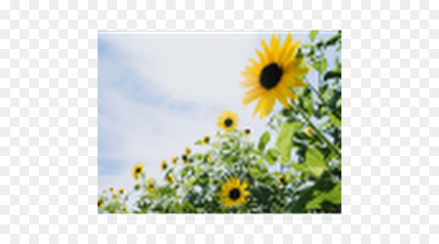 Desktop-hintergrund Bild Gemeinsame sunflower Light - sonnenblume