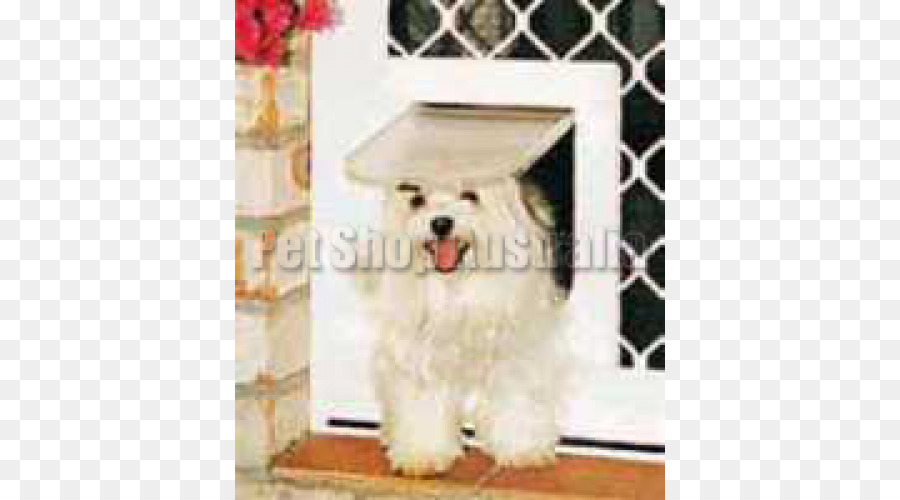Maltese chó gốc, mát mẻ, con chó tuyệt đẹp de Tulear Mèo West Highland Trắng Terrier - cửa an ninh