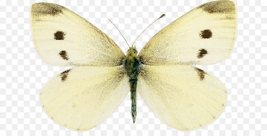 Getrübt gelb Pinsel footed butterflies Seidenraupe Gossamer winged Schmetterlinge Pieridae - Schmetterling