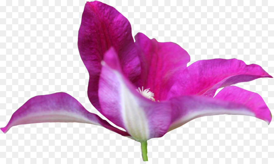 Iris Familie Iris Pink M nahaufnahme Blütenblatt - rosa 8. März
