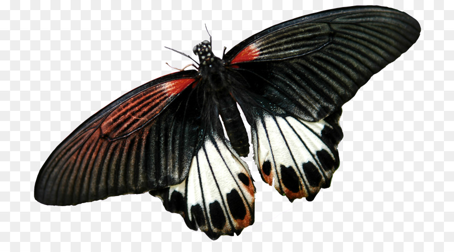 Clip-art Schmetterlinge und Motten Fotografie, Insekt Bild - hq Bilder